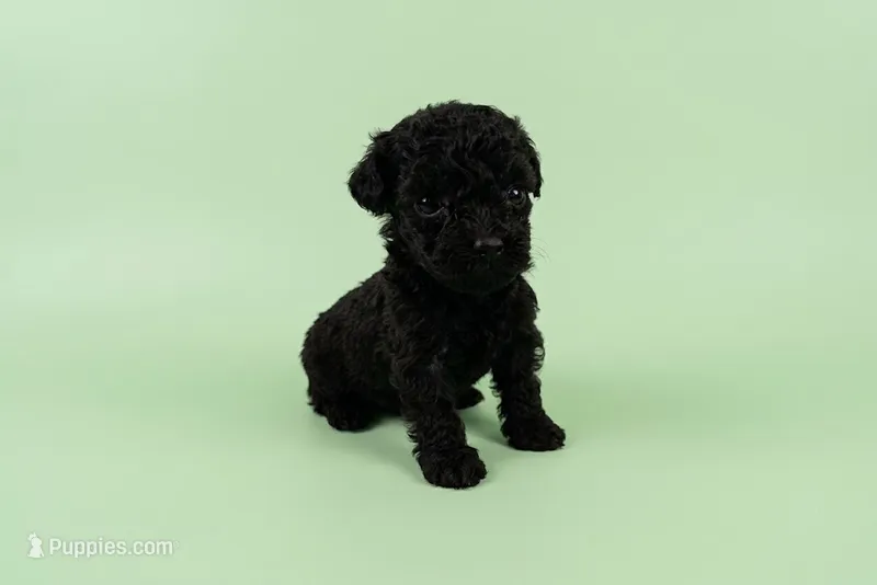 Digby – Poodle - Toy  puppy for sale in Morganton, NC