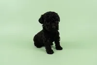 Digby, a male Poodle - Toy  for sale in Morganton, NC – 1 of 5