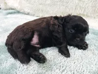 Jack, a male Shih Tzu for sale in Morganton, NC – 4 of 4