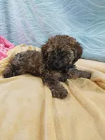 Brandi, a female Poodle - Toy  for sale in Morganton, NC – 6 of 6