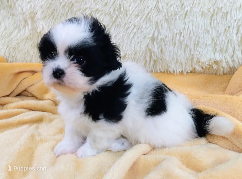 Jill – Shih Tzu puppy for sale in Morganton, NC