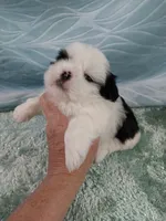 Bruno, a male Shih Tzu for sale in Morganton, NC – 4 of 5