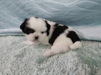 Bruno, a male Shih Tzu for sale in Morganton, NC – 2 of 5