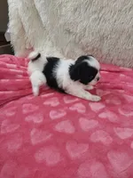 Jill, a female Shih Tzu for sale in Morganton, NC – 4 of 4
