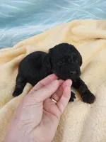 Bixby, a male Poodle - Toy  for sale in Morganton, NC – 3 of 4