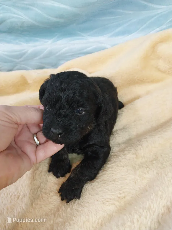 Bixby – Poodle - Toy  puppy for sale in Morganton, NC