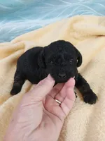 Bixby, a male Poodle - Toy  for sale in Morganton, NC – 2 of 4