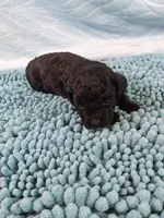 Digger, a male Poodle - Toy  for sale in Morganton, NC – 5 of 5