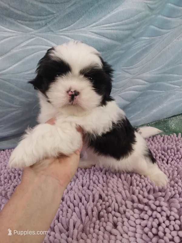 Kiki – Shih Tzu puppy for sale in Morganton, NC