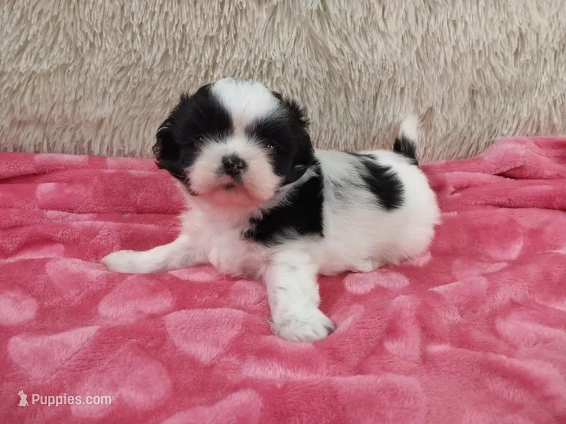 Jill – Shih Tzu puppy for sale in Morganton, NC