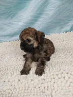 Brandi, a female Poodle - Toy  for sale in Morganton, NC – 6 of 6