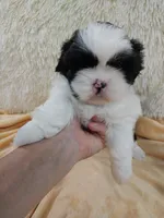 Kiki, a female Shih Tzu for sale in Morganton, NC – 3 of 6