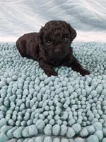 Digger, a male Poodle - Toy  for sale in Morganton, NC – 3 of 5