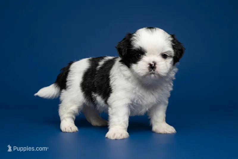 Bruno – Shih Tzu puppy for sale in Morganton, NC