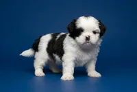 Bruno, a male Shih Tzu for sale in Morganton, NC – 1 of 5