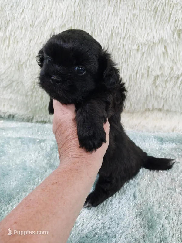 Jack – Shih Tzu puppy for sale in Morganton, NC