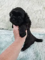 Jack, a male Shih Tzu for sale in Morganton, NC – 1 of 4