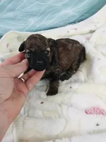 Brandi, a female Poodle - Toy  for sale in Morganton, NC – 3 of 4