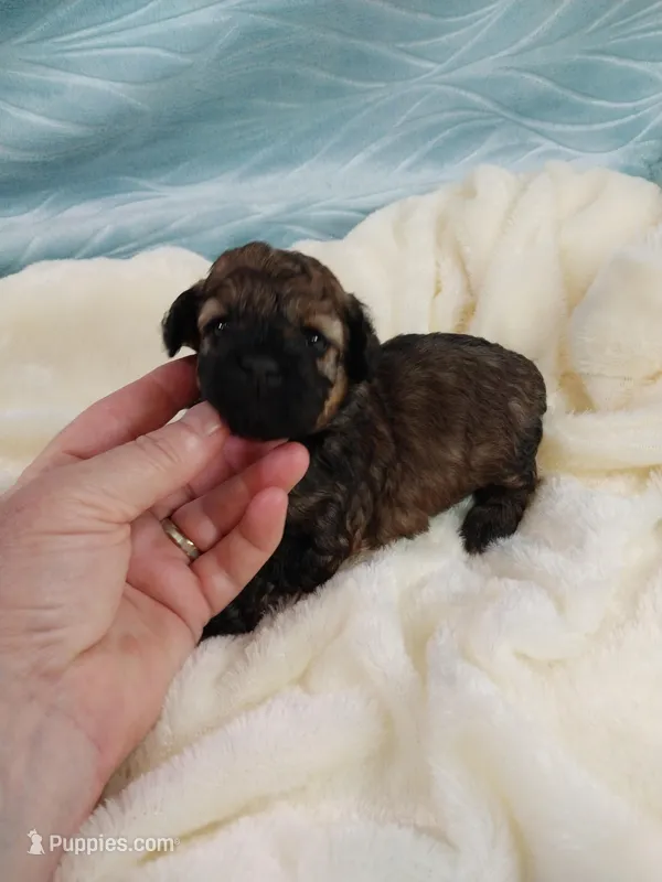 Brandi – Poodle - Toy  puppy for sale in Morganton, NC