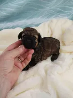 Brandi, a female Poodle - Toy  for sale in Morganton, NC – 1 of 4