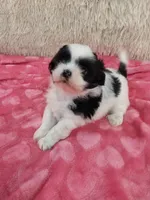 Jill, a female Shih Tzu for sale in Morganton, NC – 3 of 4