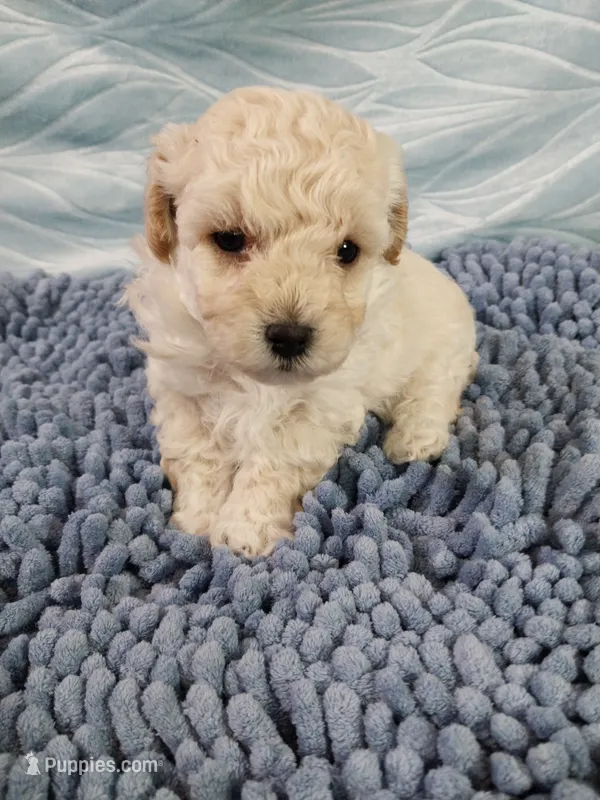 Mickey – Poodle - Toy  puppy for sale in Morganton, NC