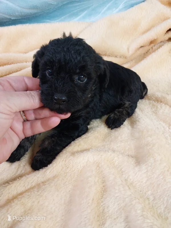 Bixby – Poodle - Toy  puppy for sale in Morganton, NC