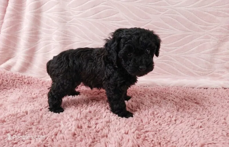 Daphne – Poodle - Toy  puppy for sale in Morganton, NC