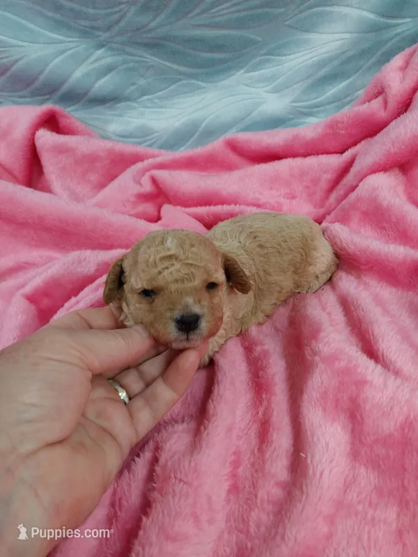 Minnie – Poodle - Toy  puppy for sale in Morganton, NC