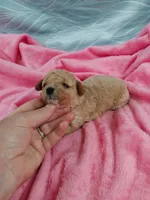 Minnie, a female Poodle - Toy  for sale in Morganton, NC – 4 of 4