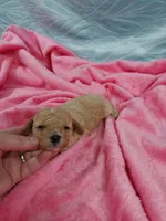 Minnie, a female Poodle - Toy  for sale in Morganton, NC – 2 of 4