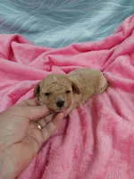 Minnie, a female Poodle - Toy  for sale in Morganton, NC – 3 of 4