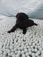 Digby, a male Poodle - Toy  for sale in Morganton, NC – 4 of 5