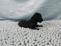 Digby, a male Poodle - Toy  for sale in Morganton, NC – 5 of 5