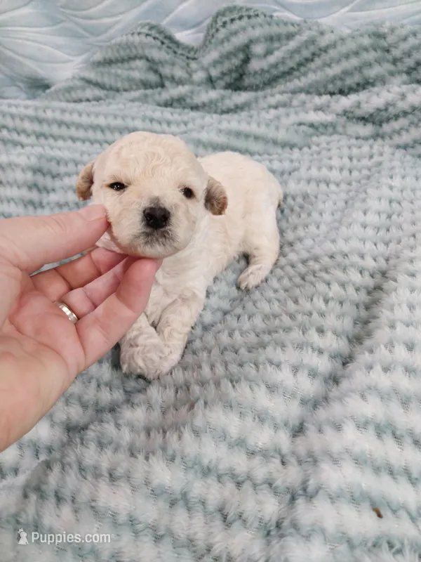 Mickey – Poodle - Toy  puppy for sale in Morganton, NC