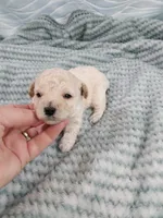 Mickey, a male Poodle - Toy  for sale in Morganton, NC – 3 of 4