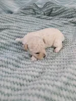 Mickey, a male Poodle - Toy  for sale in Morganton, NC – 4 of 4