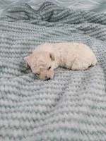 Mickey, a male Poodle - Toy  for sale in Morganton, NC – 2 of 4