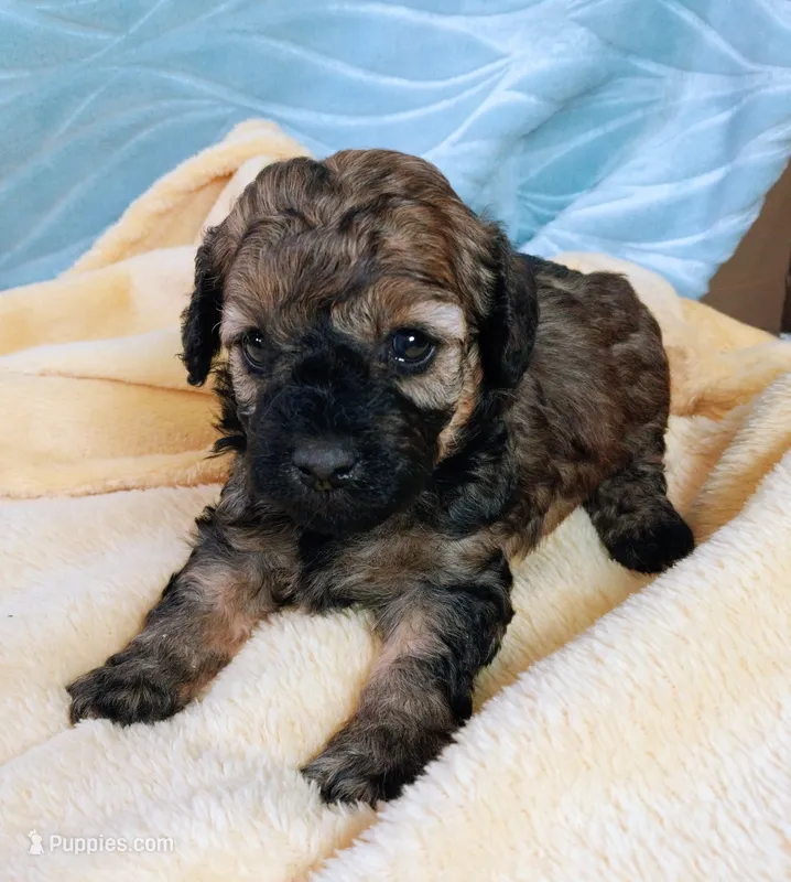 Brandi – Poodle - Toy  puppy for sale in Morganton, NC