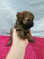 Brandi, a female Poodle - Toy  for sale in Morganton, NC – 4 of 6