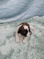 Digby, a male Shihpoo for sale in Morganton, NC – Photo 2 of 4