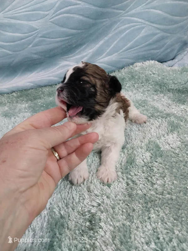 Digby, a male Shihpoo for sale in Morganton, NC – Photo 1 of 4