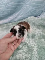 Digby, a male Shihpoo for sale in Morganton, NC – Photo 4 of 4