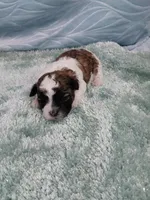 Digby, a male Shihpoo for sale in Morganton, NC – Photo 3 of 4
