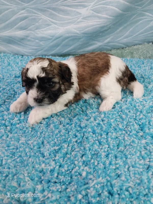 Digby – Shihpoo puppy for sale in Morganton, NC