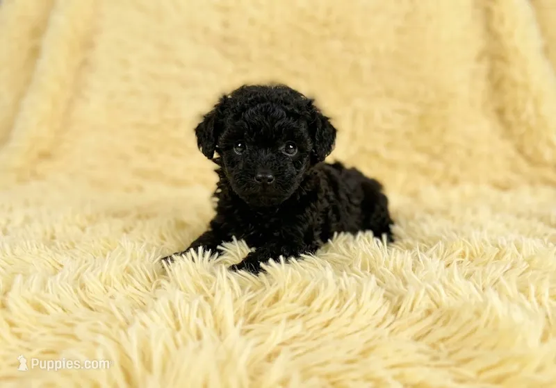 Daphne – Poodle - Toy  puppy for sale in Morganton, NC