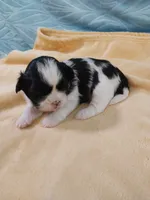 Kaylee, a female Shih Tzu for sale in Morganton, NC – 2 of 3