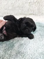 Jack, a male Shih Tzu for sale in Morganton, NC – 2 of 4