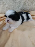 Kiki, a female Shih Tzu for sale in Morganton, NC – 5 of 6