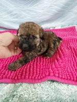Brandi, a female Poodle - Toy  for sale in Morganton, NC – 3 of 6